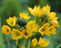 Ornithogalum Dubium ‘Yellow’
