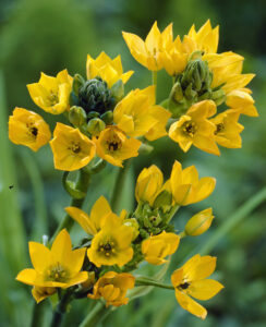 Ornithogalum Dubium ‘Yellow’