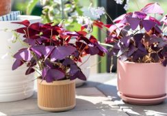 Oxalis Triangularis