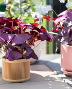 Oxalis Triangularis