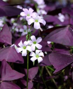 Oxalis Triangularis
