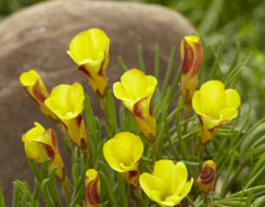 Oxalis Versicolor ‘Golden Cape’