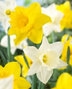 Trumpet Daffodil Mix