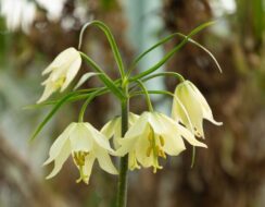 Fritillaria Raddeana