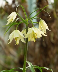 Fritillaria Raddeana