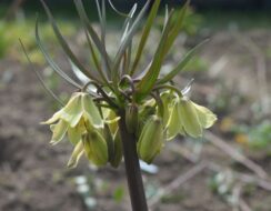 Fritillaria Raddeana