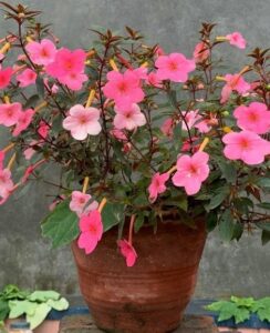 Achimenes Charm