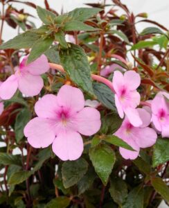 Achimenes Peach Blossom