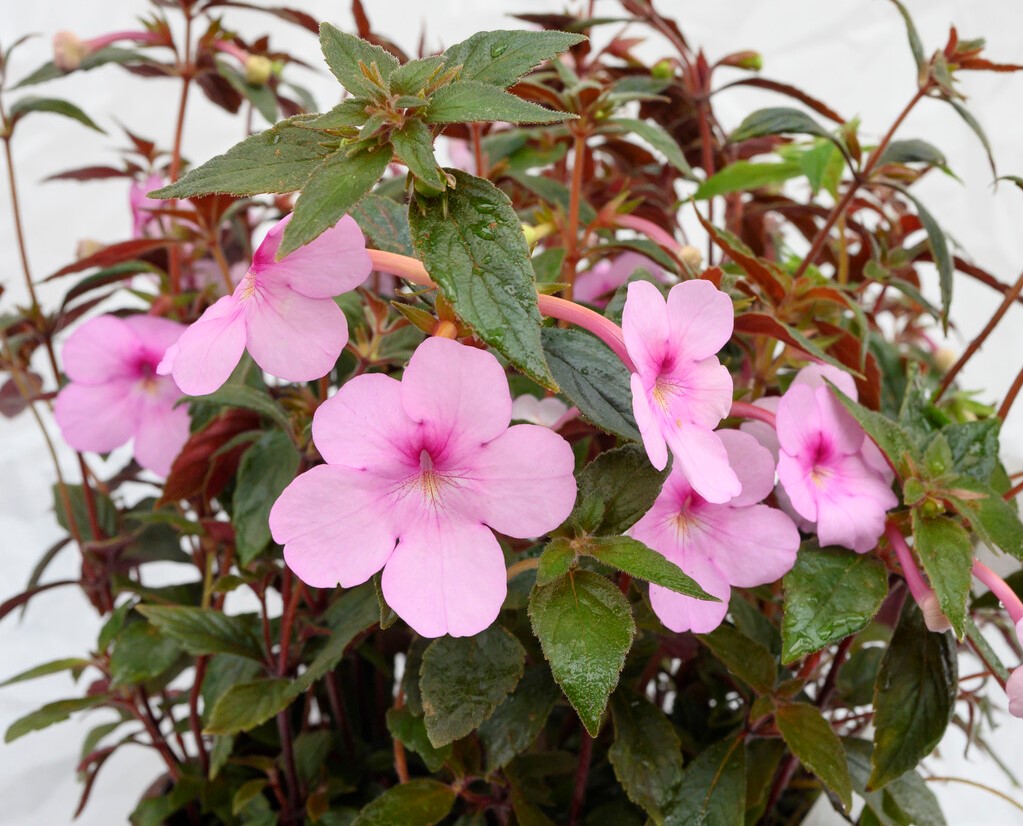 Achimenes Peach Blossom