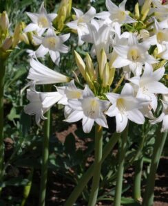 Amaryllis Belladonna Alba