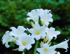 Amaryllis Belladonna Alba