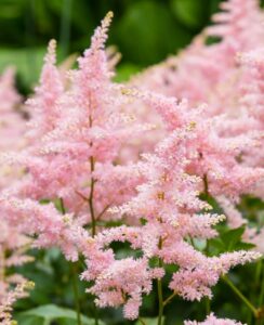 Astilbe Peach Blossom