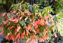 Begonia Boliviensis ‘San Francisco’
