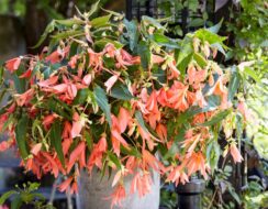 Begonia Boliviensis ‘San Francisco’