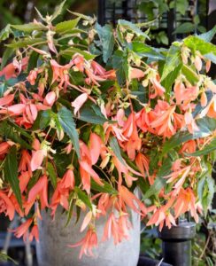 Begonia Boliviensis ‘San Francisco’