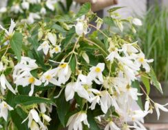 Begonia Boliviensis Santa Barbara