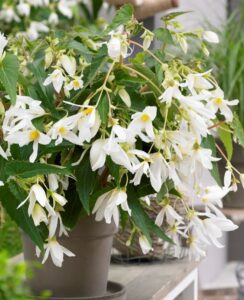 Begonia Boliviensis Santa Barbara