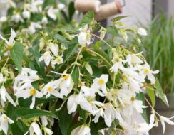 Begonia Boliviensis ‘Santa Barbara’