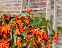 Begonia Boliviensis ‘Santa Cruz’