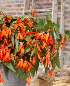 Begonia Boliviensis ‘Santa Cruz’