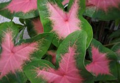 Caladium Flamingo