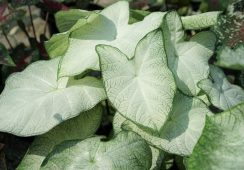 Caladium Florida Moonlight