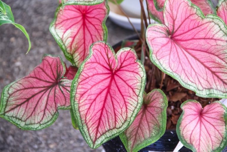 Caladium Florida Sweetheart Anglia Bulb Company