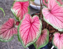 Caladium Florida Sweetheart