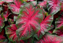 Caladium Red Flash