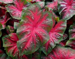 Caladium Red Flash