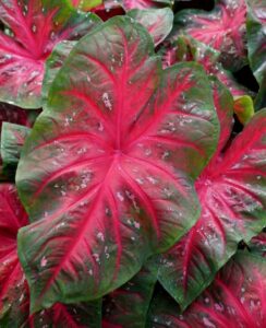 Caladium Red Flash