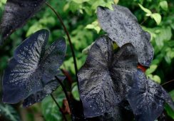 Colocasia Black Coral