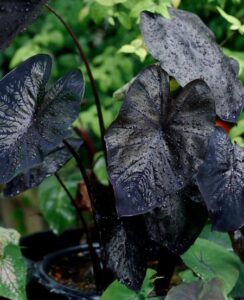 Colocasia Black Coral