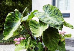 Colocasia Mojito
