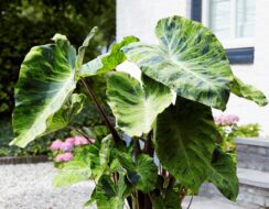 Colocasia Mojito