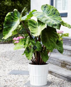 Colocasia Mojito