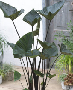 Colocasia Tea Cup