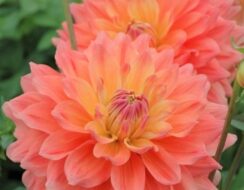 Dahlia Ace Summer Sunset