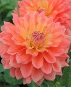 Dahlia Ace Summer Sunset