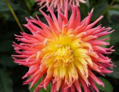 Dahlia Alfred Grill