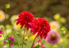 Dahlia Jive