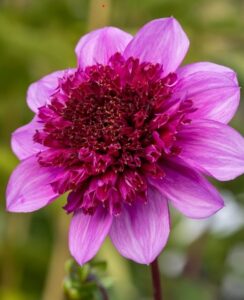 Dahlia Blue Bayou
