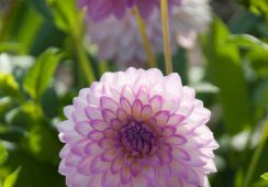 Dahlia Arbatax