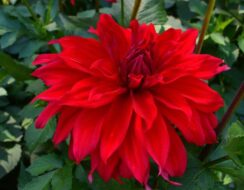 Dahlia Babylon Red