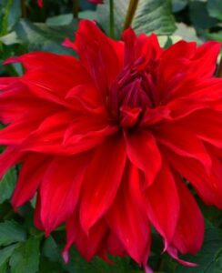 Dahlia Babylon Red