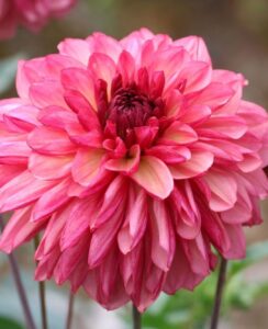 Dahlia Bacardi
