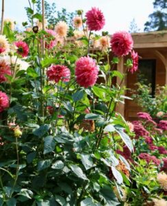 Dahlia Bacardi