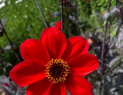Dahlia Bishop of Auckland
