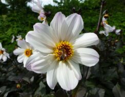 Dahlia Bishop of Dover