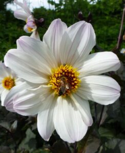 Dahlia Bishop of Dover
